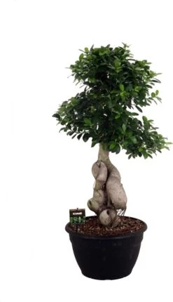 Chinese Vijg (Ficus Microcarpa 'Dragon Root') D 35 H 100 Cm
