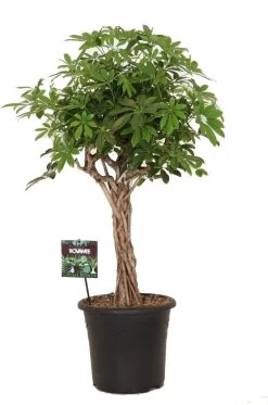 Vingersboom Op Gevlochten Stam (Schefflera Arboricola 'Compacta') D 32 H 130 Cm