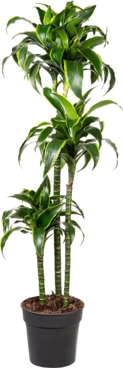 Drakenbloedboom (Dracaena Fragrans (C) ' Dorado') D 24 H 140 Cm