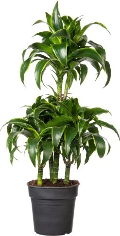 Drakenbloedboom (Dracaena Fragrans (C) ' Dorado') D 21 H 100 Cm