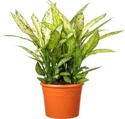 Dieffenbachia (Dieffenbachia Seguine 'Crown') D 35 H 150 Cm