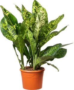 Dieffenbachia (Dieffenbachia 'Vesuvius') D 35 H 90 Cm