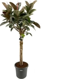 Rubberboom Op Stam (Ficus Elastica 'Burgundy') D 40 H 200 Cm