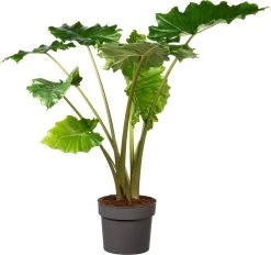 Olifantsoor (Alocasia 'Portadora') D 32 H 140 Cm
