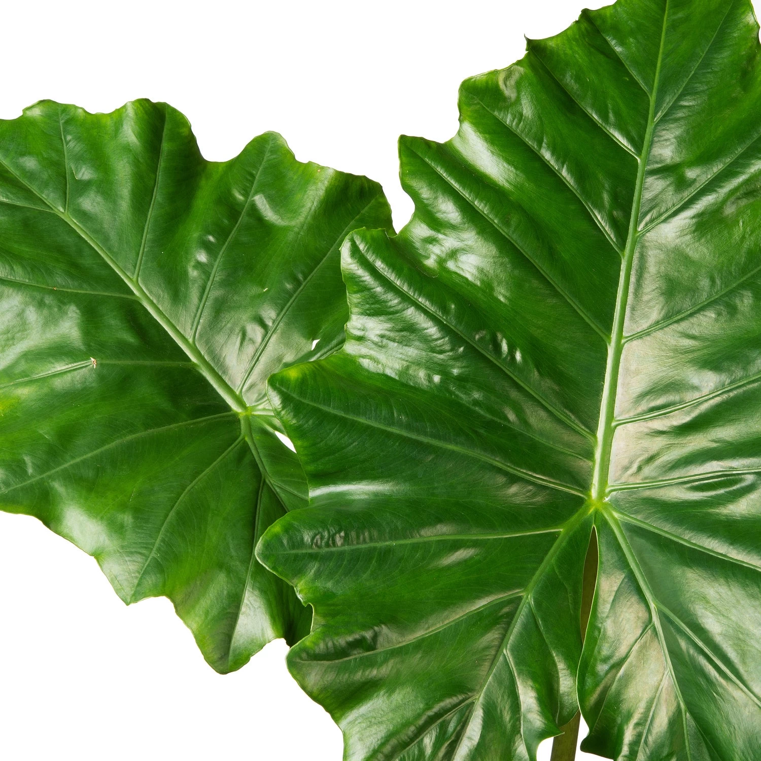 Olifantsoor (Alocasia 'Portadora') D 32 H 140 Cm 2 Olifantsoor (Alocasia 'Portadora') D 32 H 140 Cm - Afbeelding 2