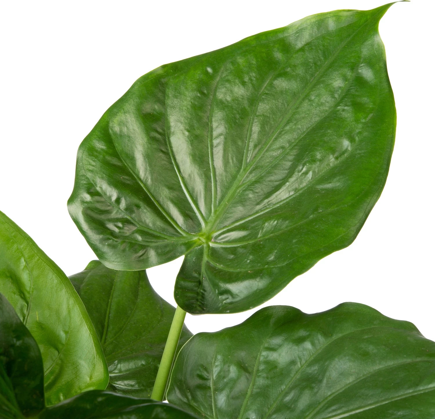 Olifantsoor (Alocasia Cucullata) D 21 H 65 Cm 2 Olifantsoor (Alocasia Cucullata) D 21 H 65 Cm - Afbeelding 2