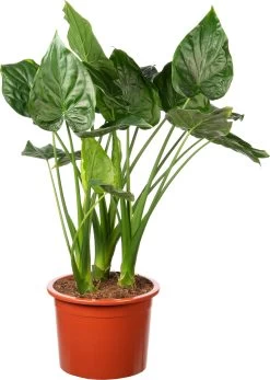 Olifantsoor (Alocasia Cucullata) D 39 H 130 Cm