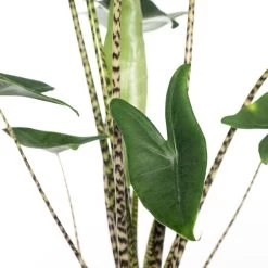 Olifantsoor (Alocasia Zebrina) D 40 H 180 Cm -Kortingswinkel Voor Kamerplanten 8717263252382 2 1