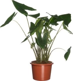 Olifantsoor (Alocasia Zebrina) D 46 H 150 Cm