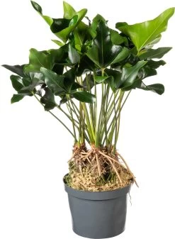 Flamingoplant (Anthurium Andreanum 'Arrow') D 30 H 75 Cm