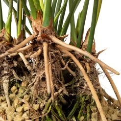 Flamingoplant (Anthurium Andreanum 'Arrow') D 30 H 75 Cm -Kortingswinkel Voor Kamerplanten 8717263252412 3