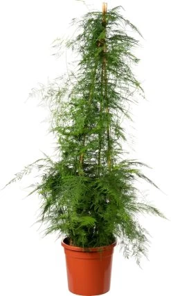 Sierasperge (Asparagus Setaceus) D 31 H 150 Cm