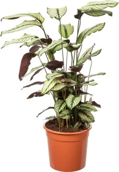 Calathea (Calathea Majestica 'Whitestar') D 27 H 100 Cm