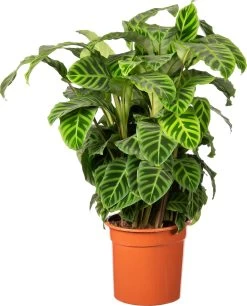 Calathea (Calathea Zebrina) D 27 H 100 Cm