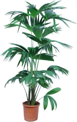Panamahoed-palm (Carludovica Palmata) D 27 H 160 Cm
