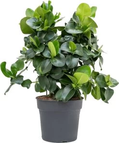 Clusia (Clusia Rosea) D 34 H 90 Cm