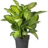 Dieffenbachia (Dieffenbachia 'Maroba' ) D 30 H 80 Cm