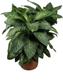 Dieffenbachia (Dieffenbachia Seguine 'Tropic Snow') D 46 H 150 Cm