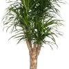 Drakenbloedboom (Dracaena Reflexa 'Anita') D 21 H 90 Cm