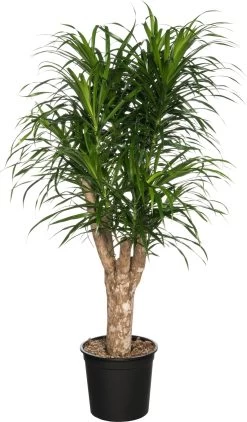 Drakenbloedboom (Dracaena Reflexa 'Anita') D 21 H 90 Cm
