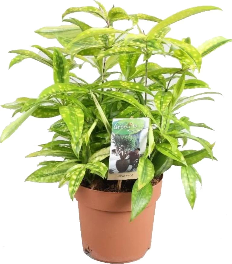 Drakenbloedboom (Dracaena Surculosa 'Mike') D 21 H 75 Cm 1 Drakenbloedboom (Dracaena Surculosa 'Mike') D 21 H 75 Cm