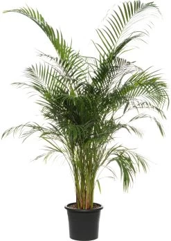 Goudpalm (Dypsis Lutescens ) D 27 H 140 Cm