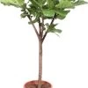 Vioolbladplant (Ficus Lyrata 'Lion') D 27 H 140 Cm