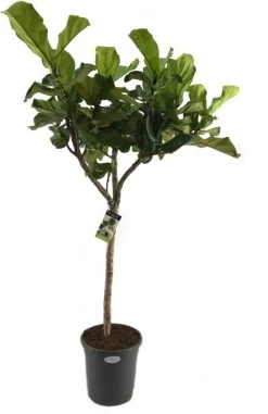 Vioolbladplant (Ficus Lyrata) D 31 H 140 Cm