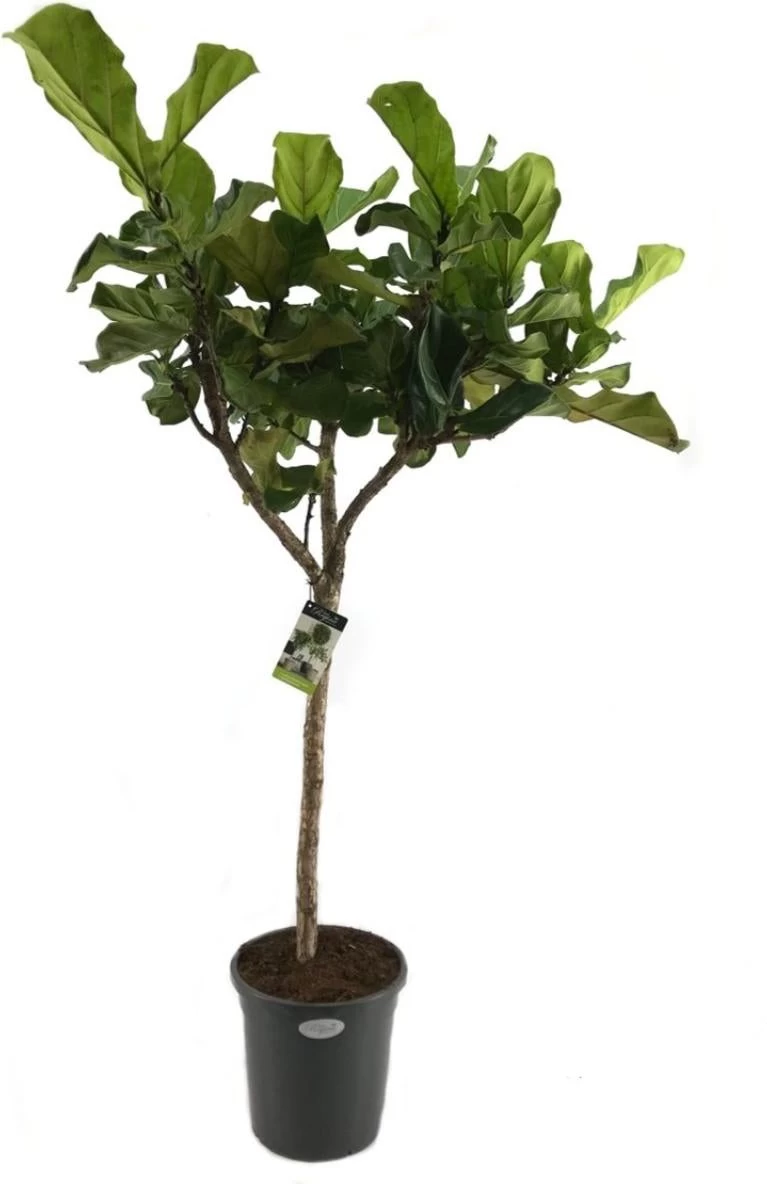 Vioolbladplant (Ficus Lyrata) D 31 H 140 Cm 1 Vioolbladplant (Ficus Lyrata) D 31 H 140 Cm