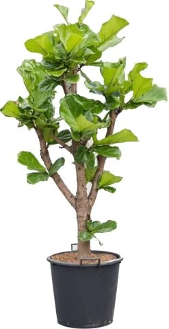 Vioolbladplant Vertakt (Ficus Lyrata) D 45 H 180 Cm