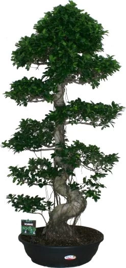 Chinese Vijg (Ficus Microcarpa 'Ginseng') D 70 H 220 Cm
