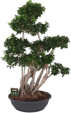 Vijgenboom Mangrove (Ficus Microcarpa) D 80 H 220 Cm