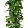 Wasbloem (Hoya Australis ) D 27 H 150 Cm