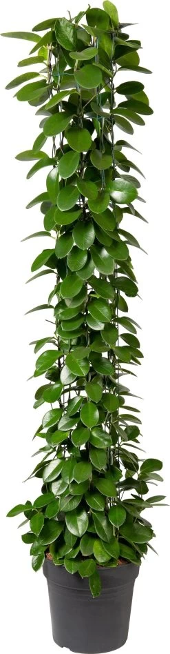 Wasbloem (Hoya Australis ) D 27 H 150 Cm