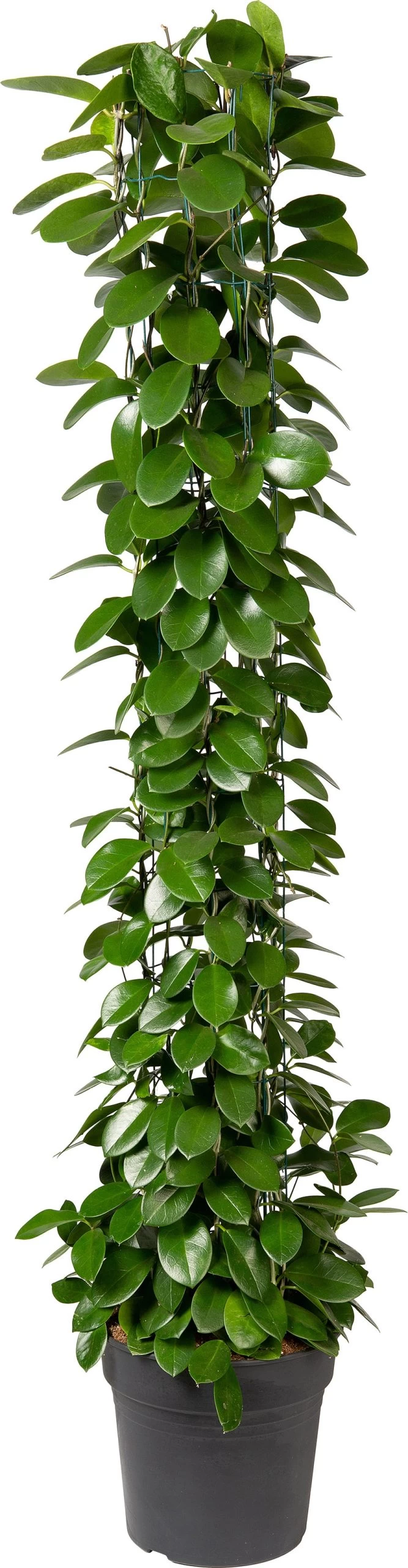 Wasbloem (Hoya Australis ) D 27 H 150 Cm 1 Wasbloem (Hoya Australis ) D 27 H 150 Cm