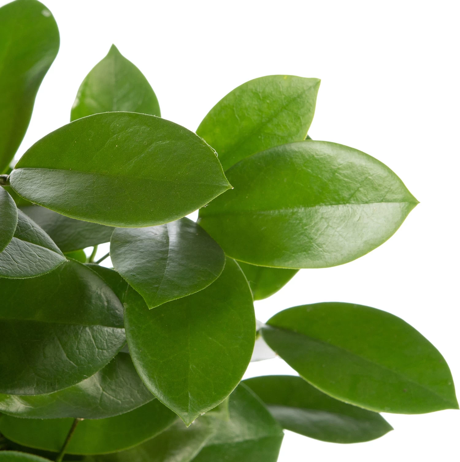 Wasbloem (Hoya Australis ) D 27 H 150 Cm 2 Wasbloem (Hoya Australis ) D 27 H 150 Cm - Afbeelding 2