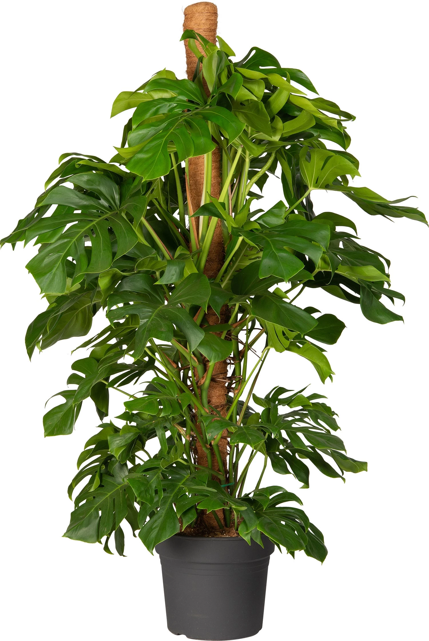 Gatenplant (Monstera Pertusum) D 38 H 180 Cm 1 Gatenplant (Monstera Pertusum) D 38 H 180 Cm