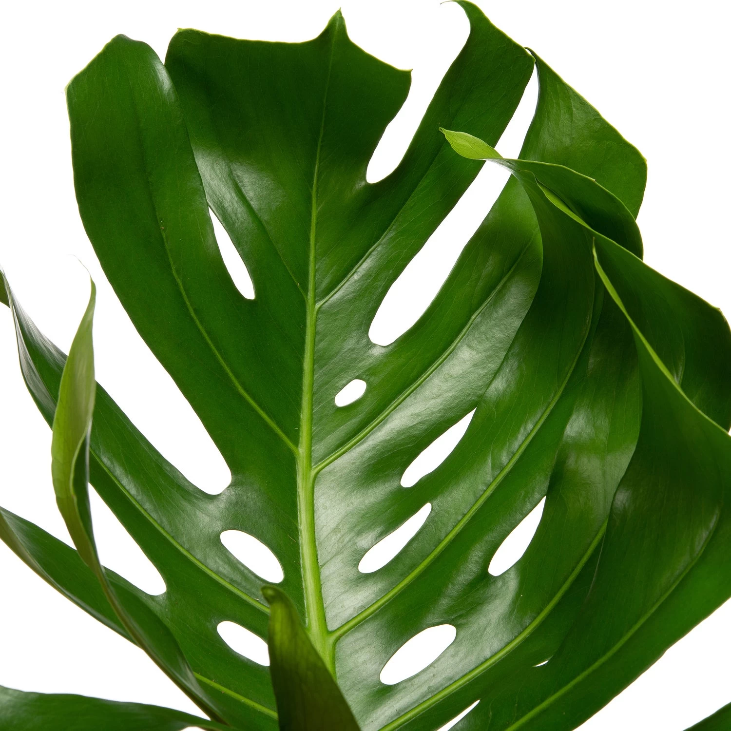 Gatenplant (Monstera Pertusum) D 38 H 180 Cm 2 Gatenplant (Monstera Pertusum) D 38 H 180 Cm - Afbeelding 2