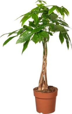 Geldboom (Pachira Aquatica) D 21 H 80 Cm