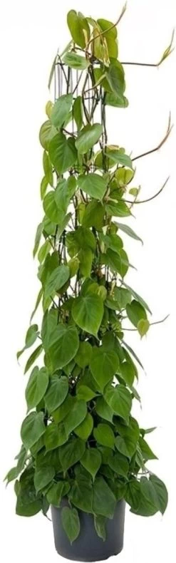 Philodendron Op Rek (Philodendron Scandens) D 30 H 160 Cm