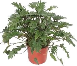 Philodendron (Philodendron 'Xanadu') D 34 H 90 Cm