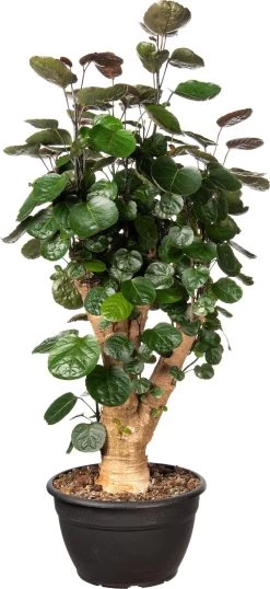 Aralia (Polyscias 'Fabian') D 30 H 120 Cm