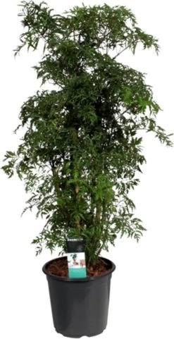 Aralia Vertakt (Polyscias 'Ming') D 21 H 90 Cm