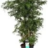 Aralia Vertakt (Polyscias 'Ming') D 24 H 100 Cm