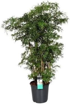 Aralia Vertakt (Polyscias 'Ming') D 24 H 100 Cm