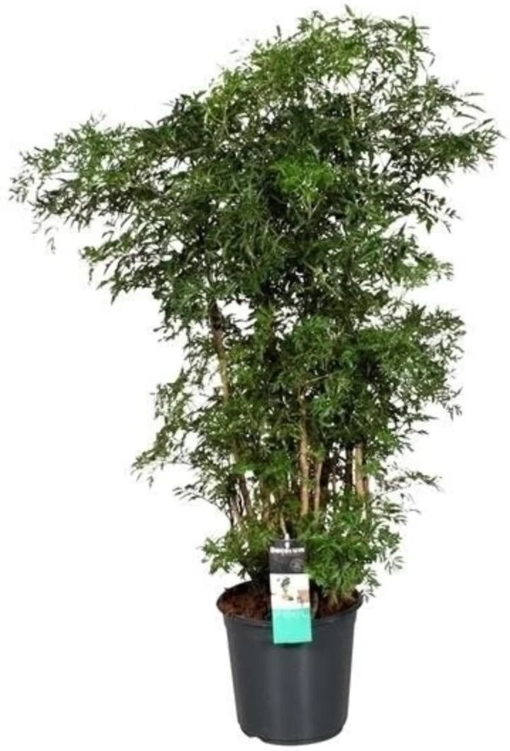 Aralia Vertakt (Polyscias 'Ming') D 24 H 100 Cm 1 Aralia Vertakt (Polyscias 'Ming') D 24 H 100 Cm