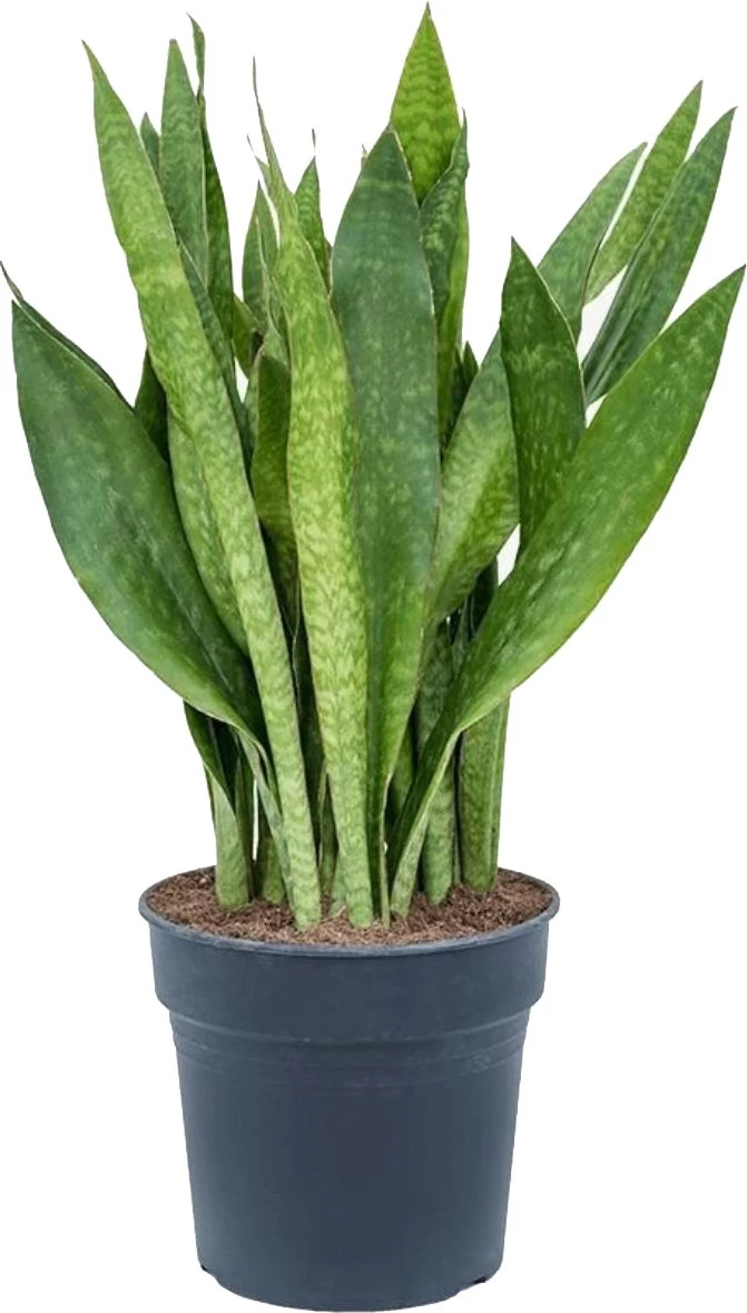 Vrouwentong (Sansevieria Trifasciata 'Jade') D 30 H 75 Cm 1 Vrouwentong (Sansevieria Trifasciata 'Jade') D 30 H 75 Cm