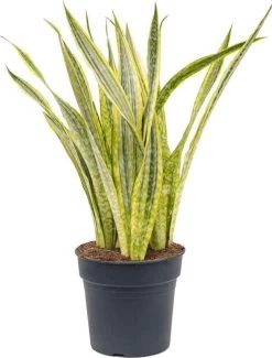 Vrouwentong (Sansevieria Trifasciata 'Lauren') D 30 H 80 Cm