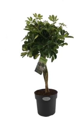 Vingersboom (Schefflera Arboricola 'Gold Capella') D 24 H 90 Cm