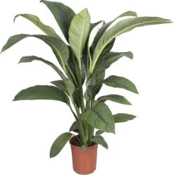 Lepelplant (Spathiphyllum 'Sensation') D 24 H 150 Cm